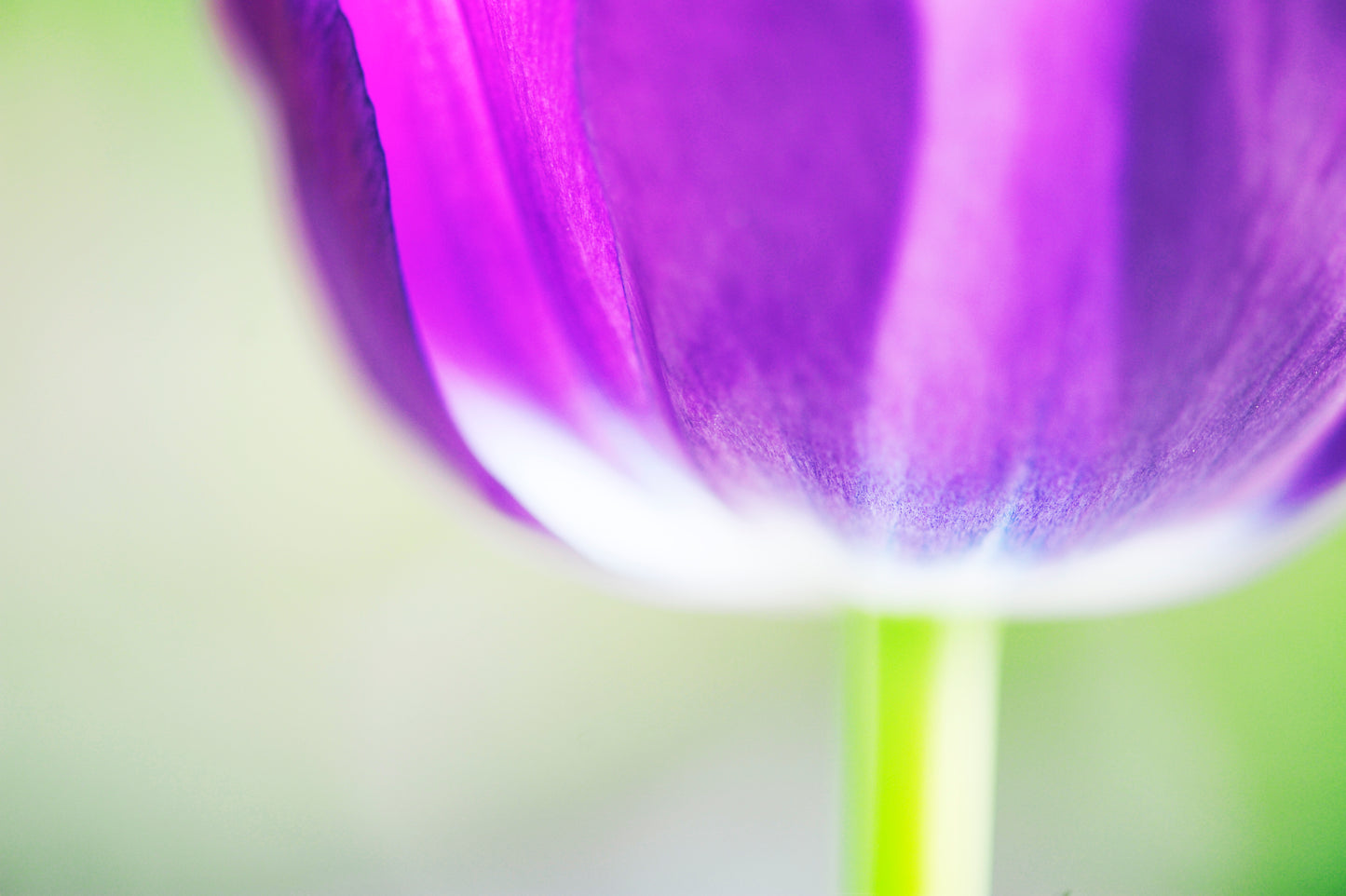 Tulip's Reflection