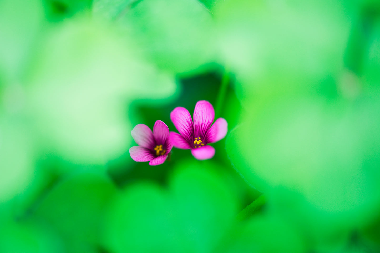 Shamrock Flowers