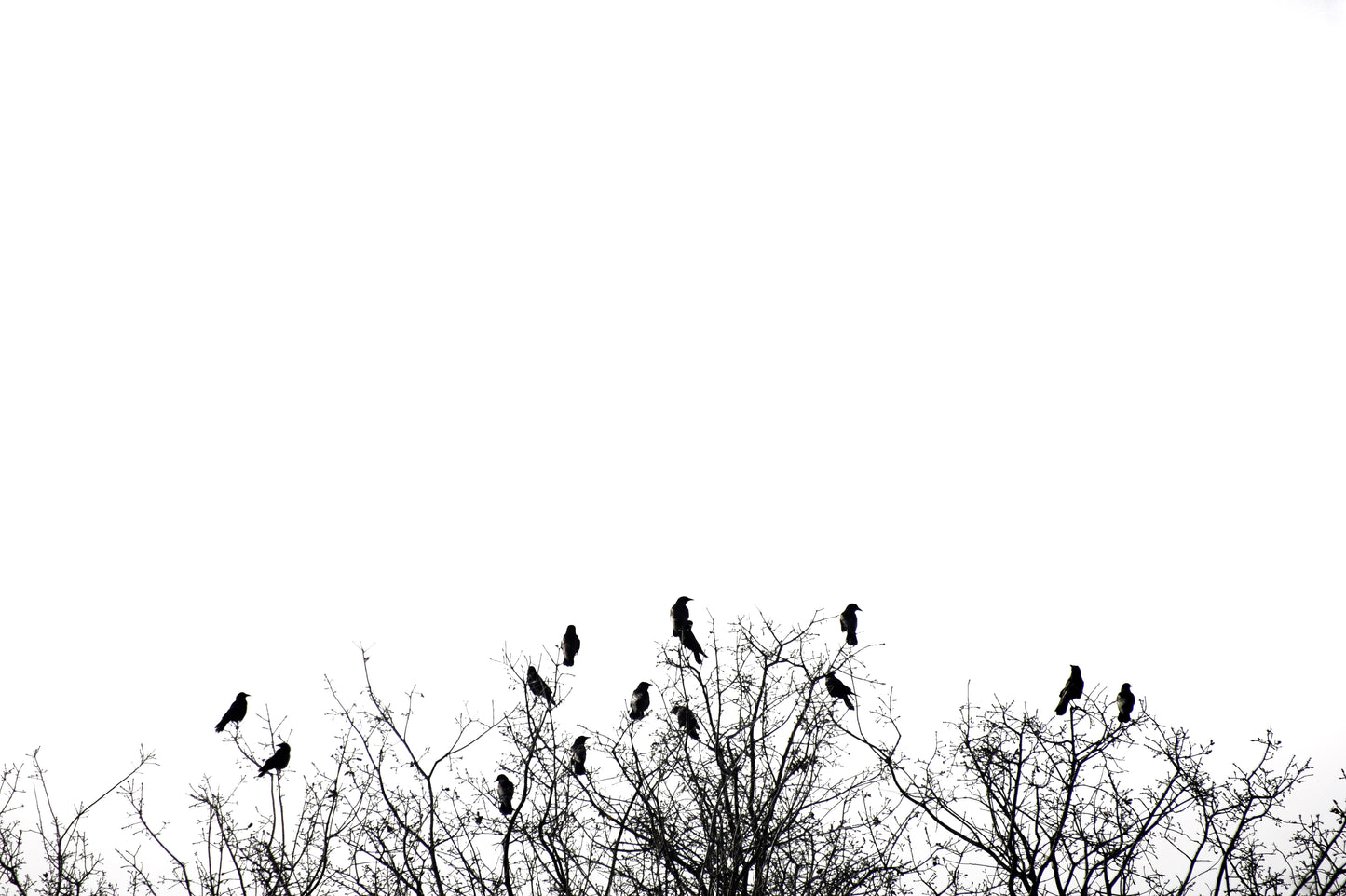 Birds Atop Trees