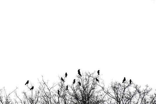 Birds Atop Trees