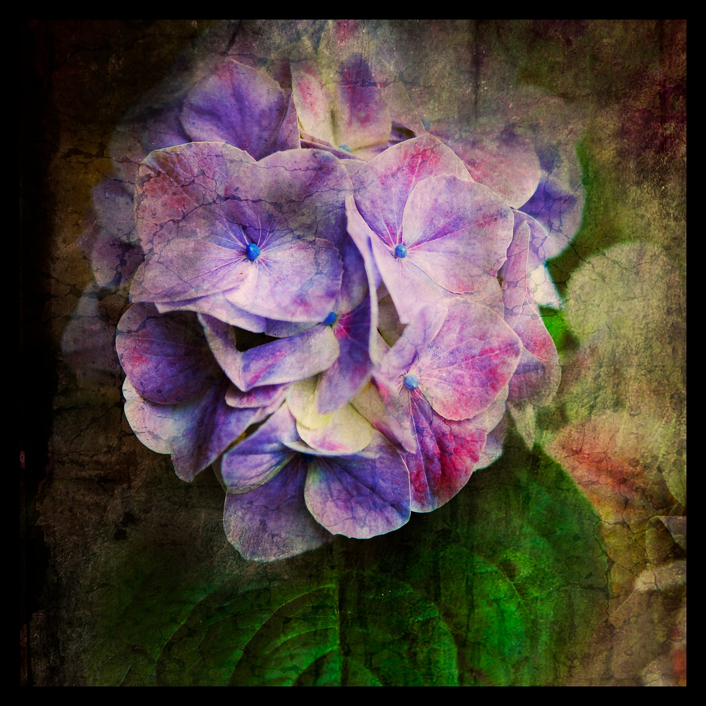 Hydrangea & Calla Lily II