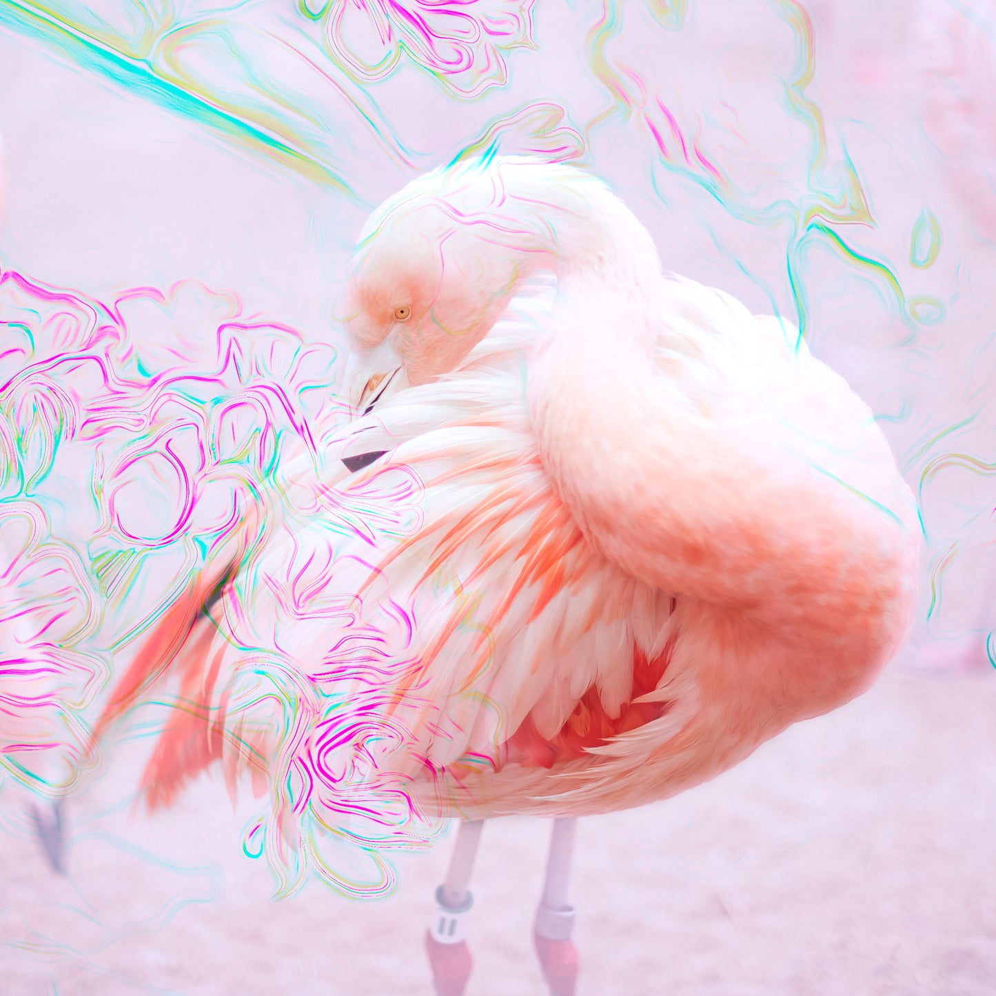 Peacock & Flamingo III