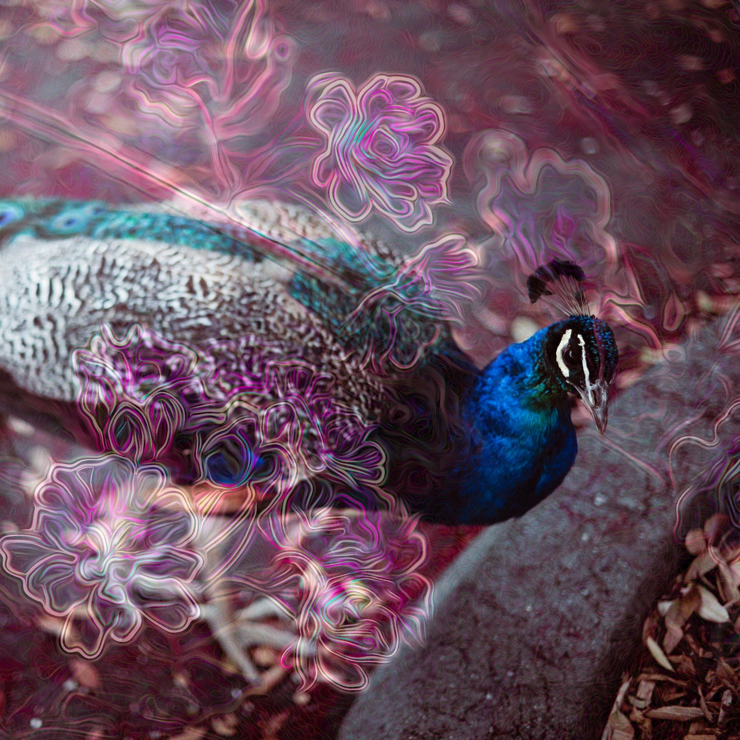 Peacock & Flamingo III