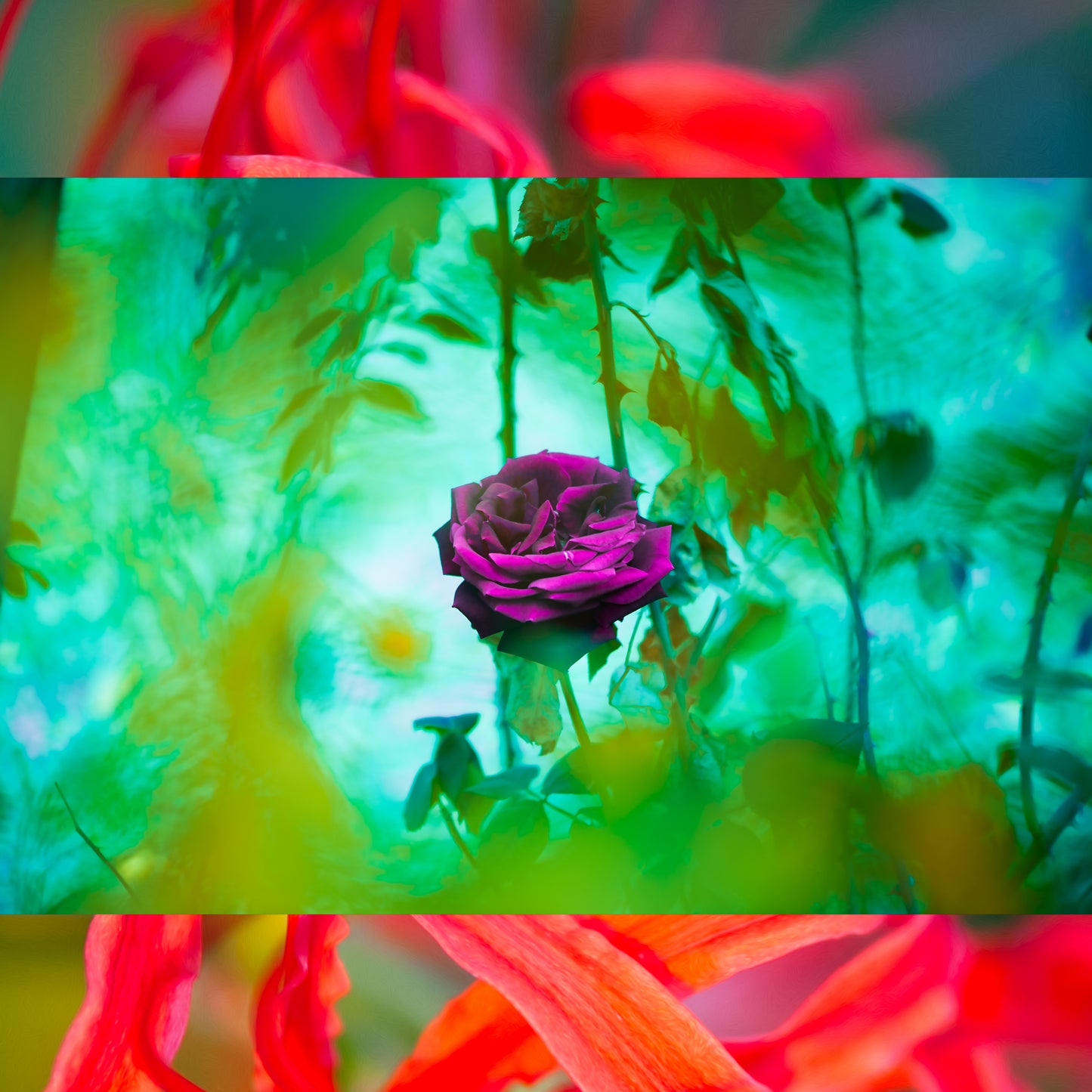 Rose & Begonia
