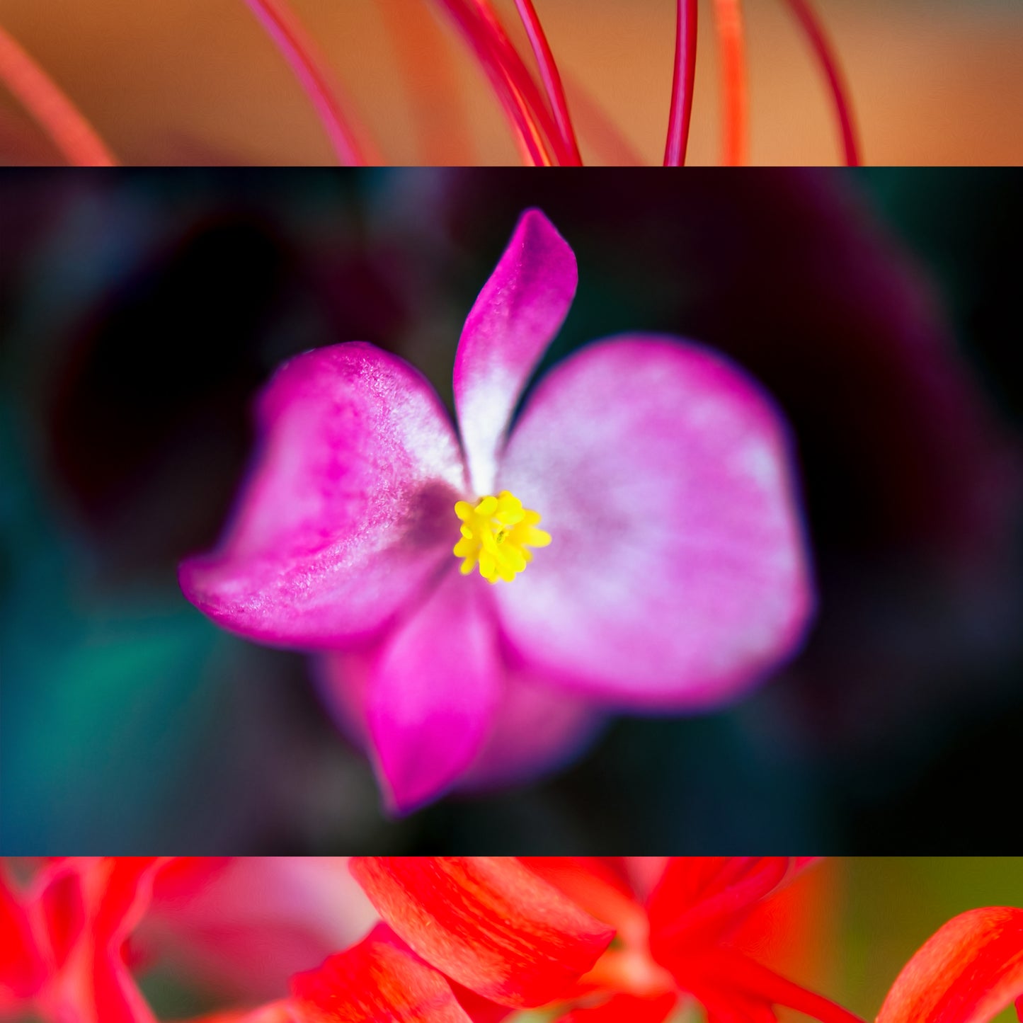 Rose & Begonia