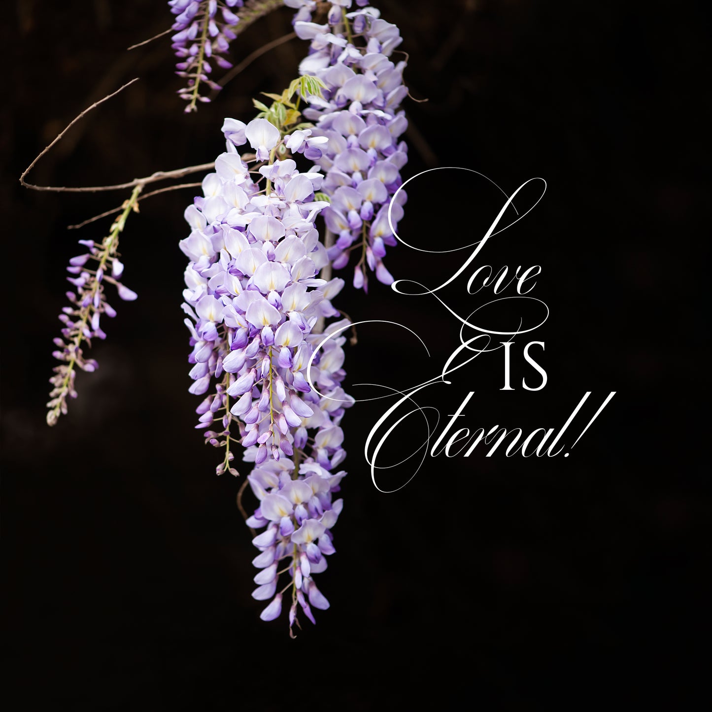 Wisteria & Hibiscus III