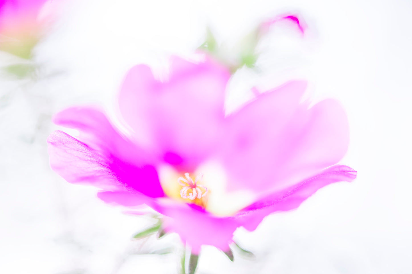 Moss Rose's Delicate Nature
