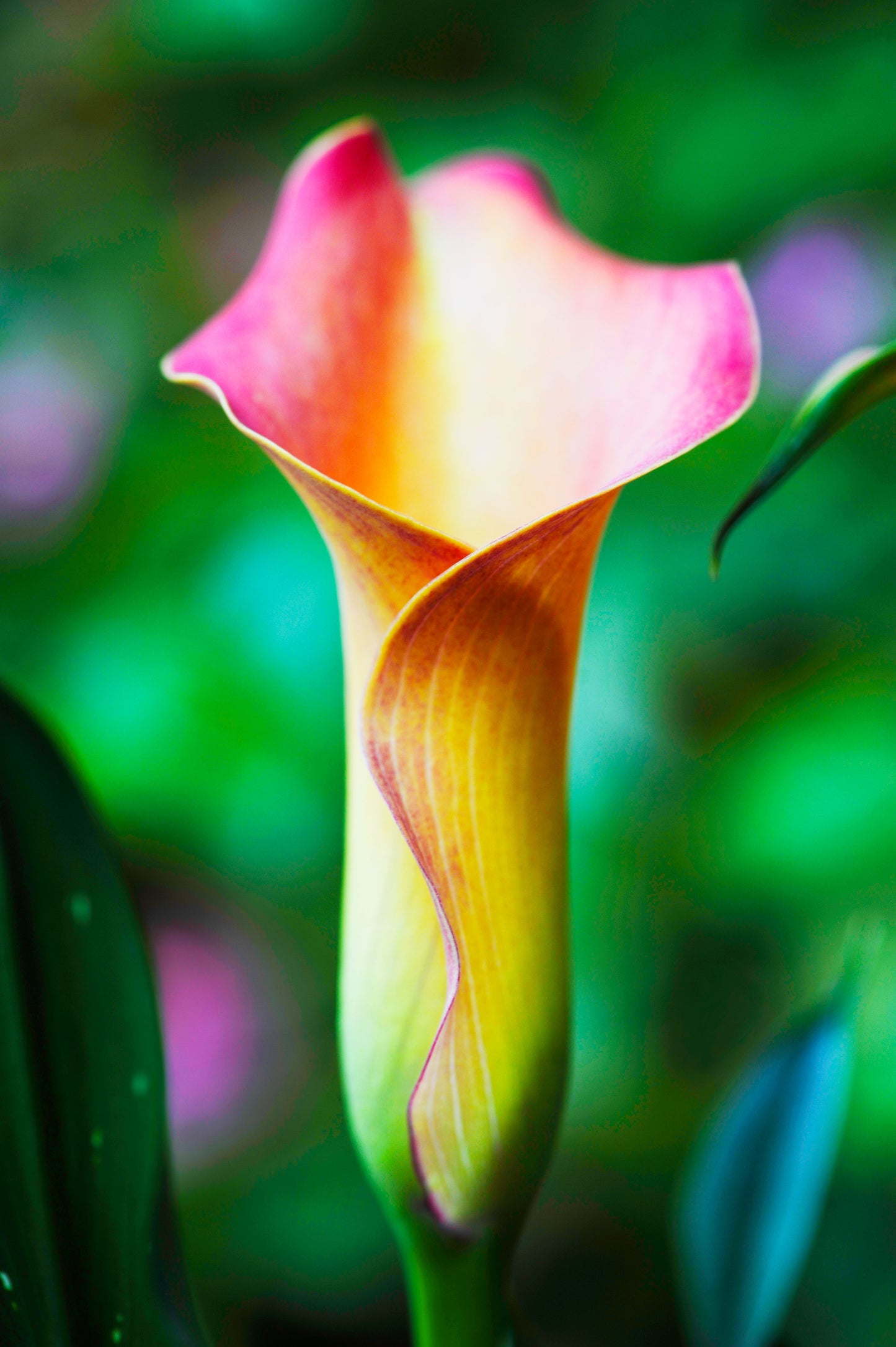 Calla Lily's Personality Resonates