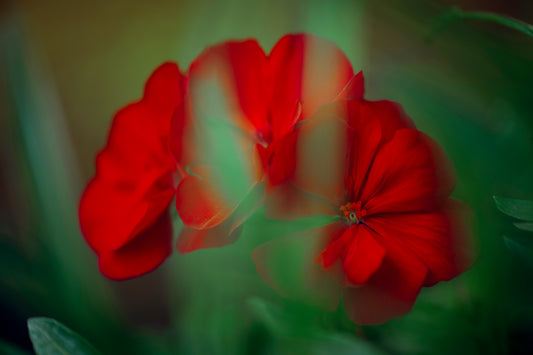 Geranium Hugs