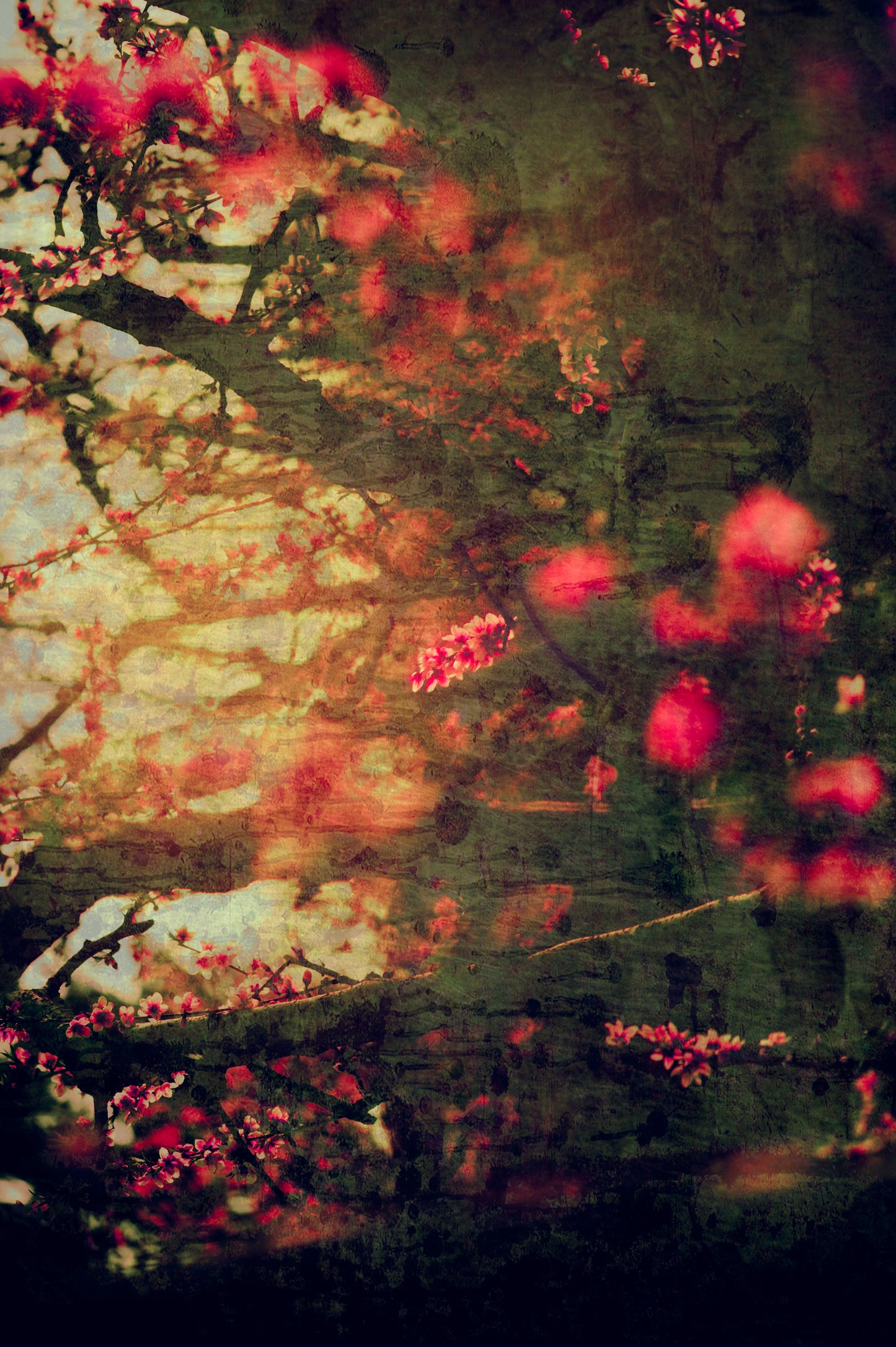 Peach Grove
