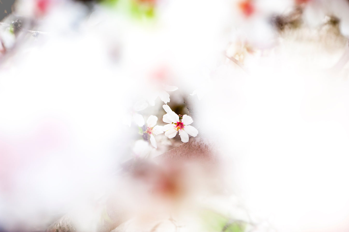 Almond's Focus