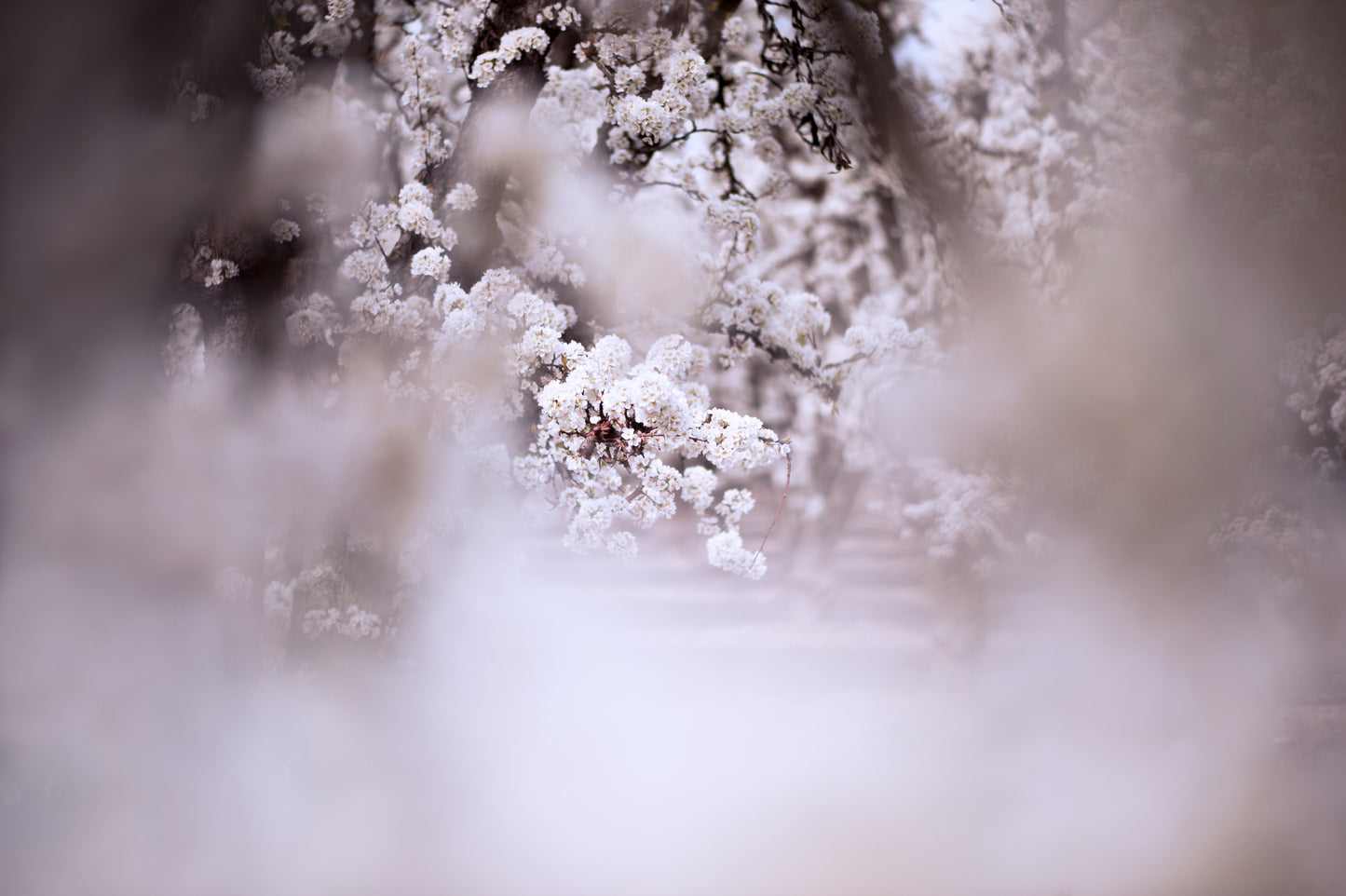 It Was Snowing Plum Blossoms