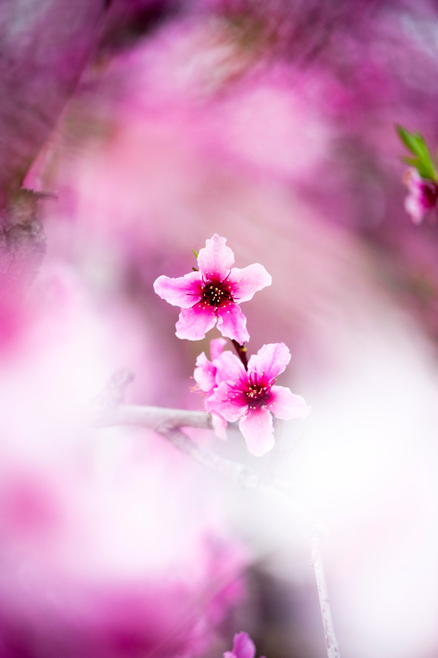Nectarine's Color Delight