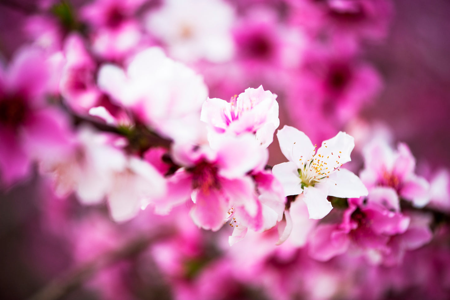 Nectarine's Legacy