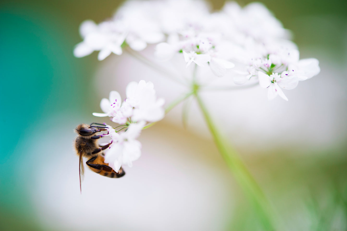 Busy Bee Atop Cilantro Blossoms