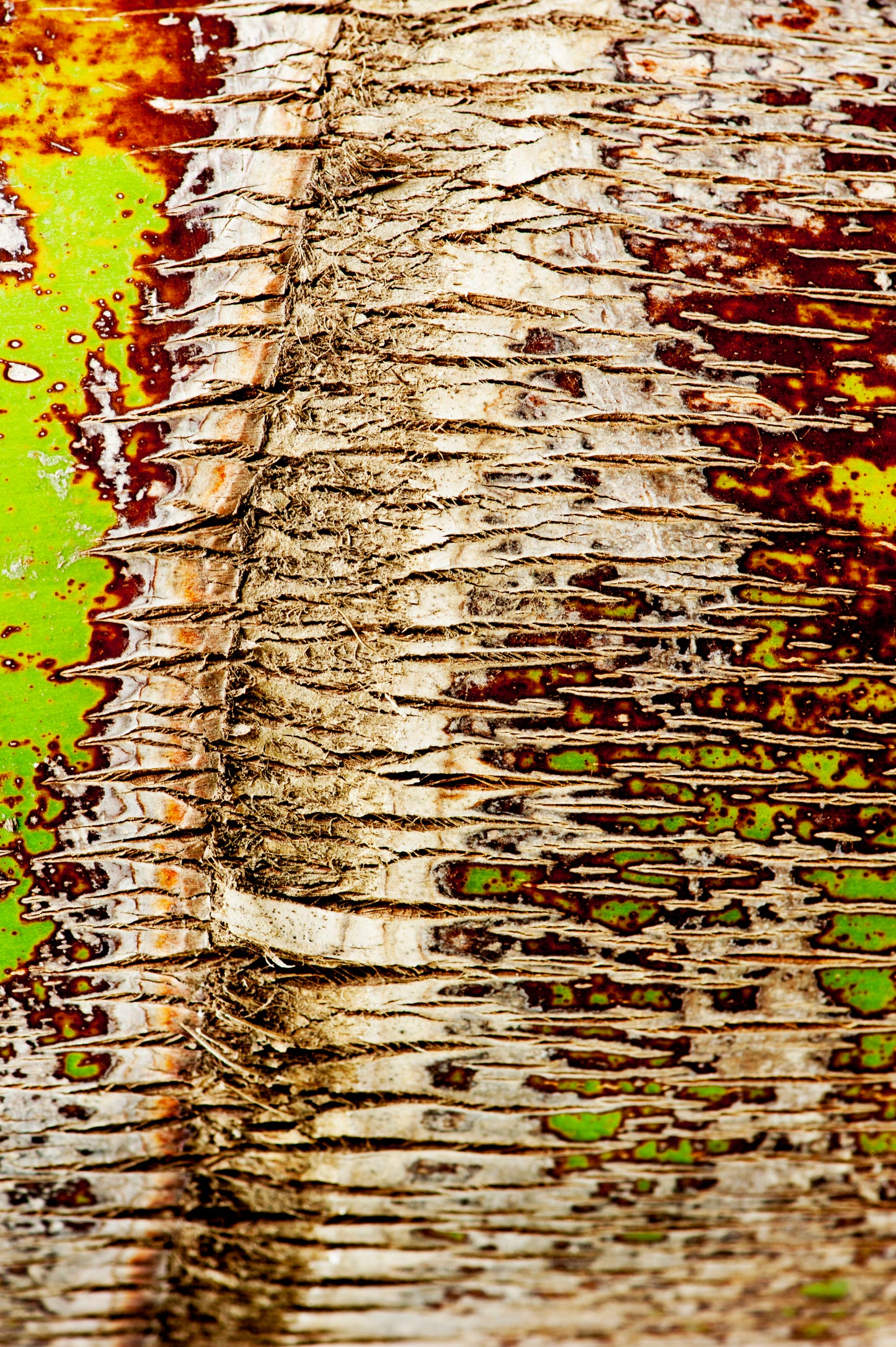 Palm Bark