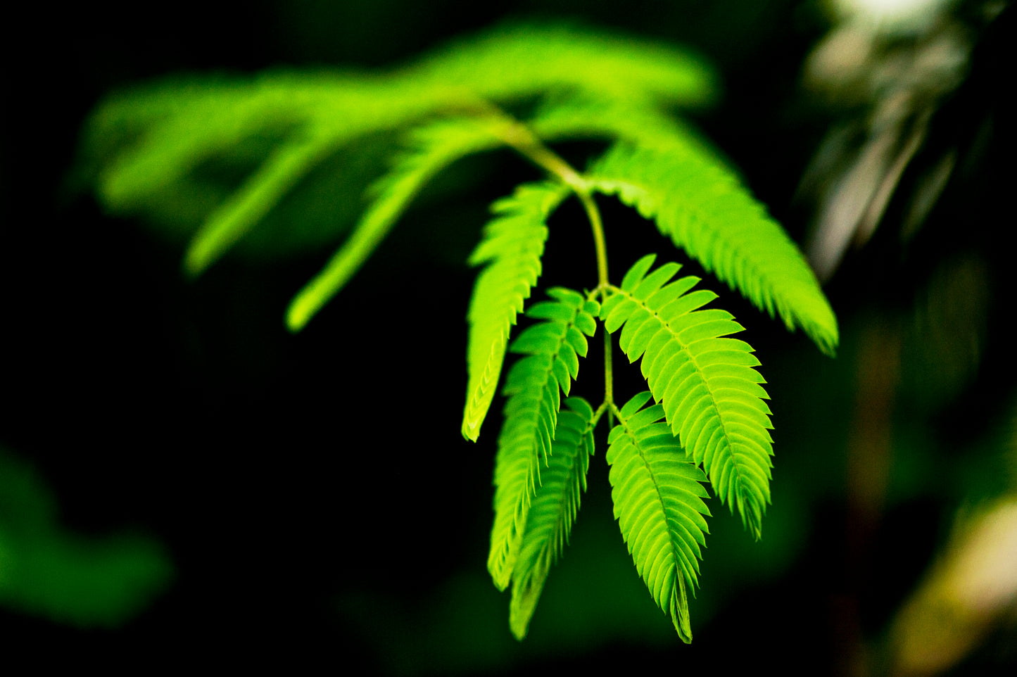 Honey Locust's Delicate Touch
