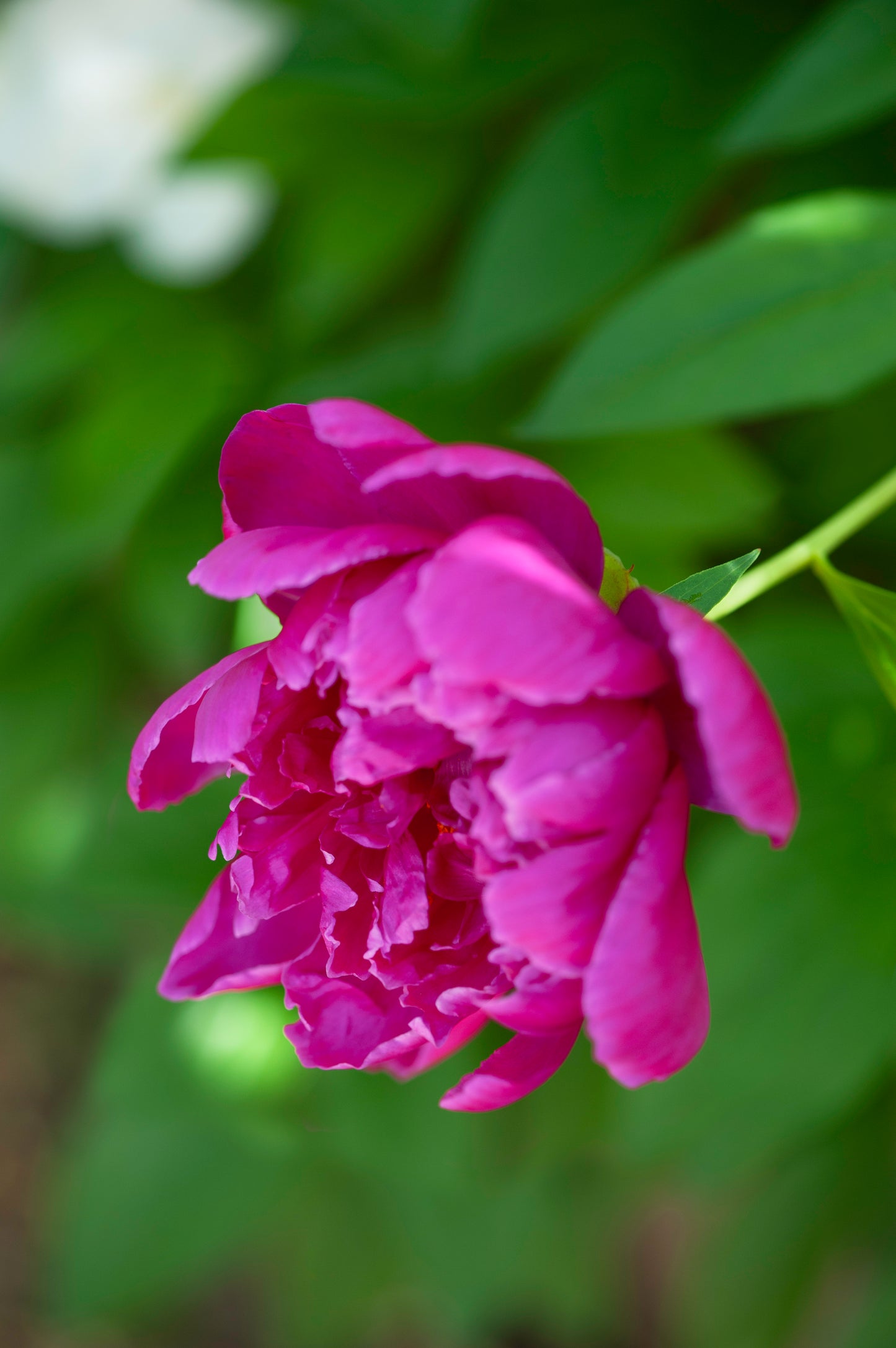Peony in the Shade