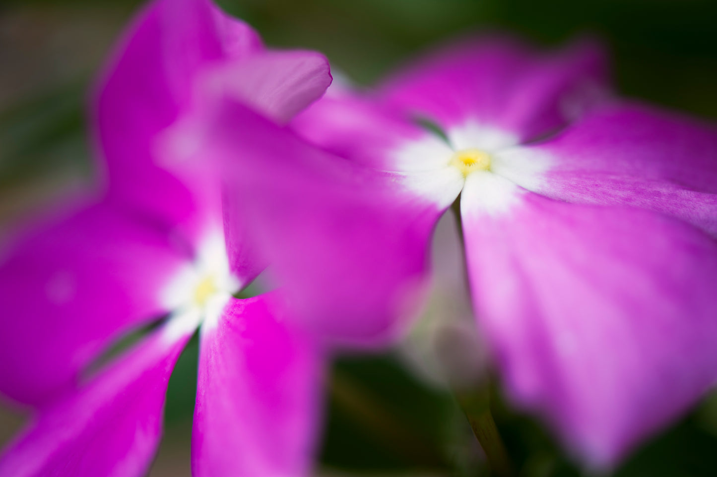 Madagascar Periwinkle's Fancy