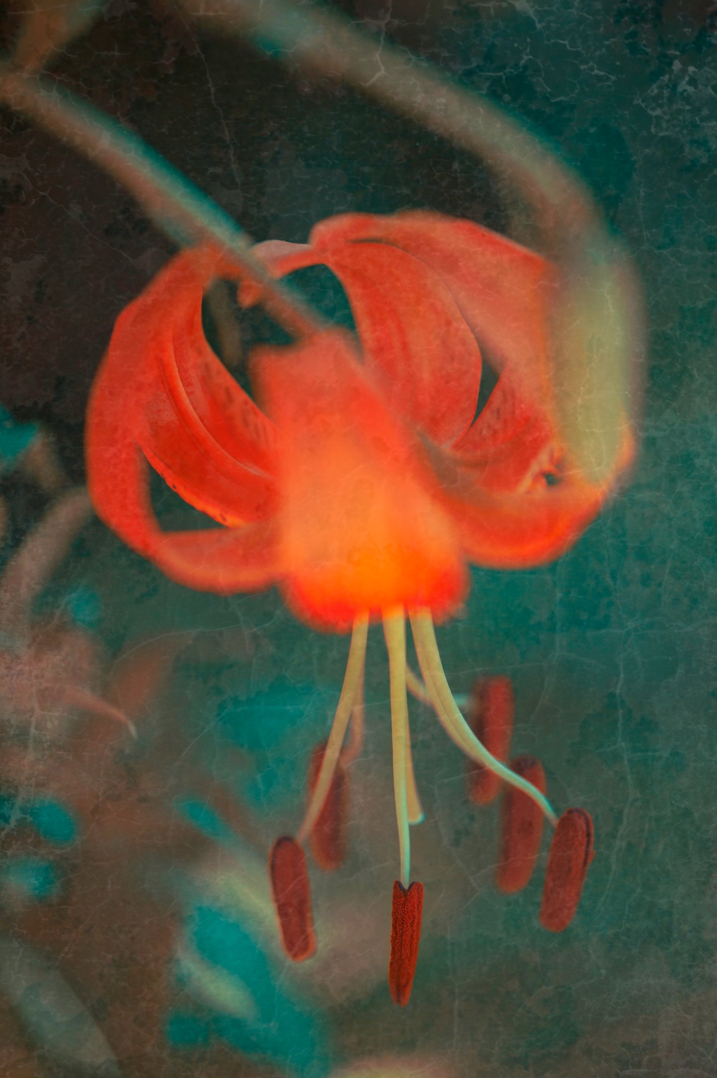 Coral Lily