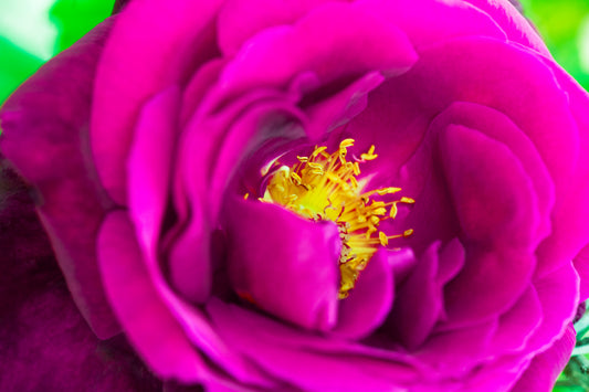 Queen Rose