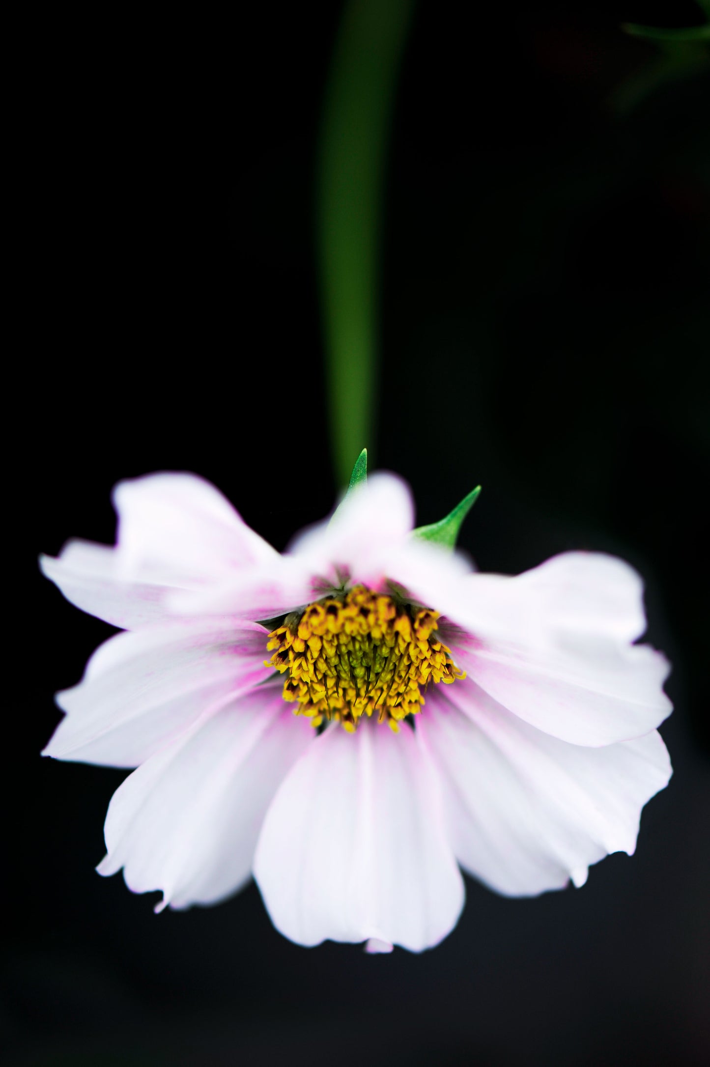 Cosmos at Midnight