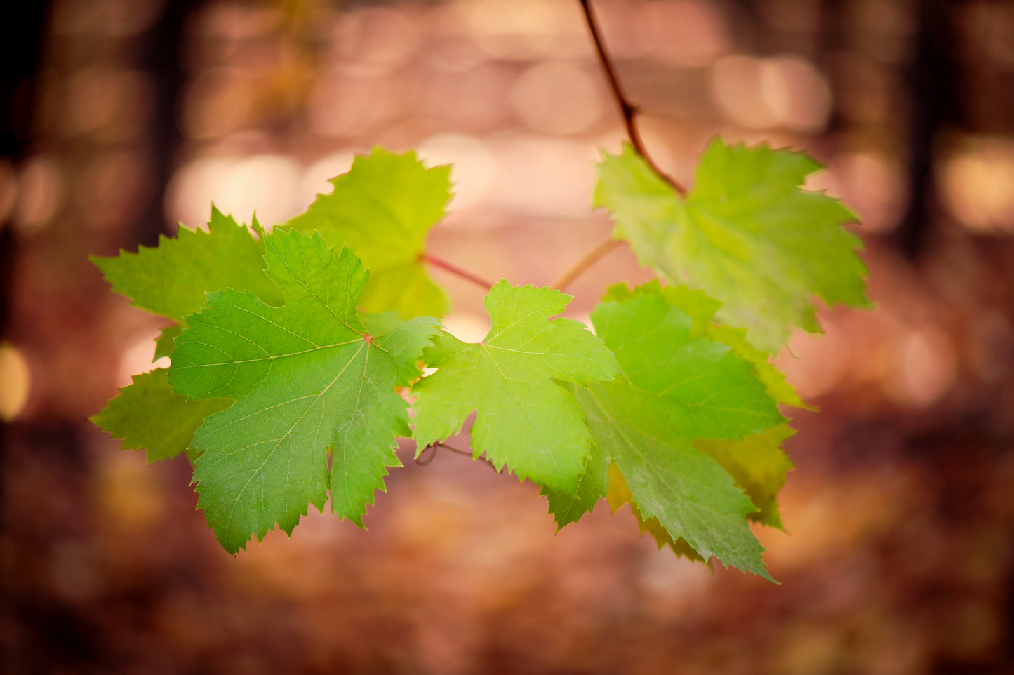 The Grape Leaf Family