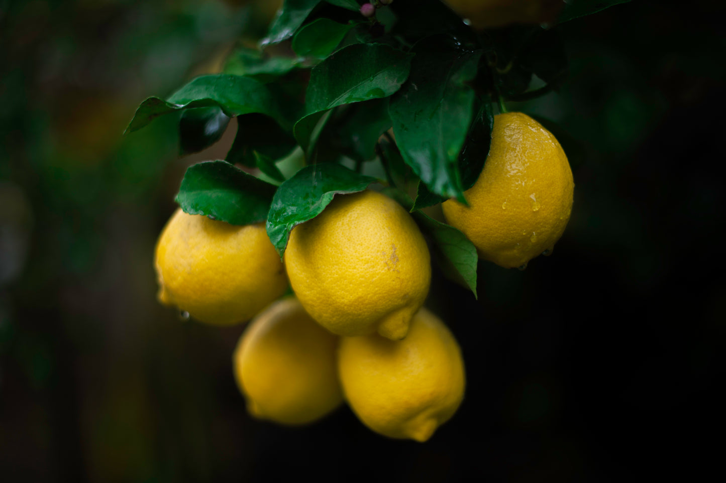 The Lemon Family