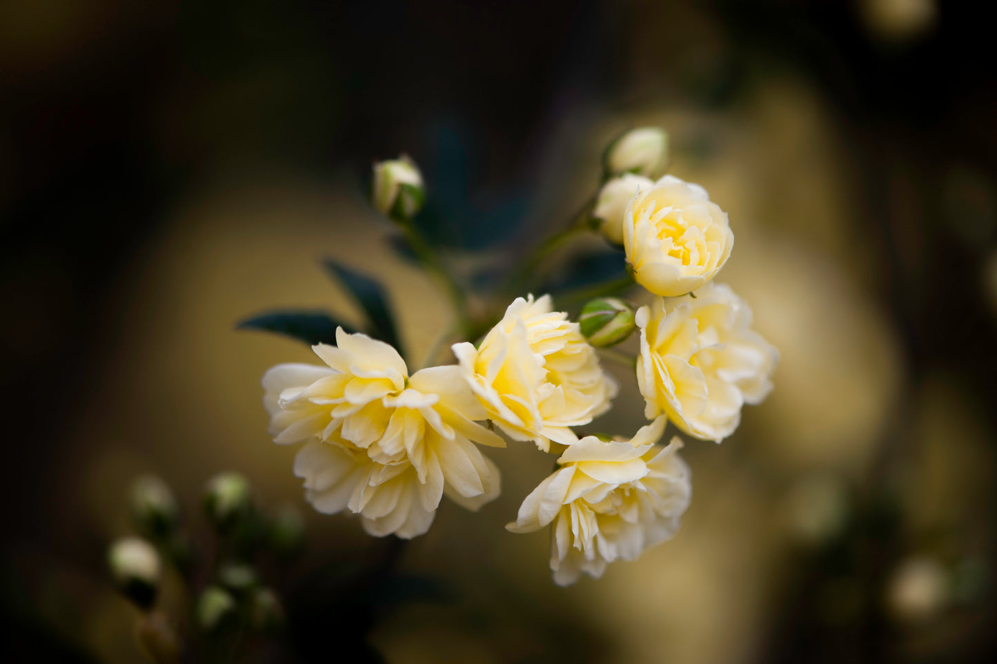 Lady Banks' Yellow Roses