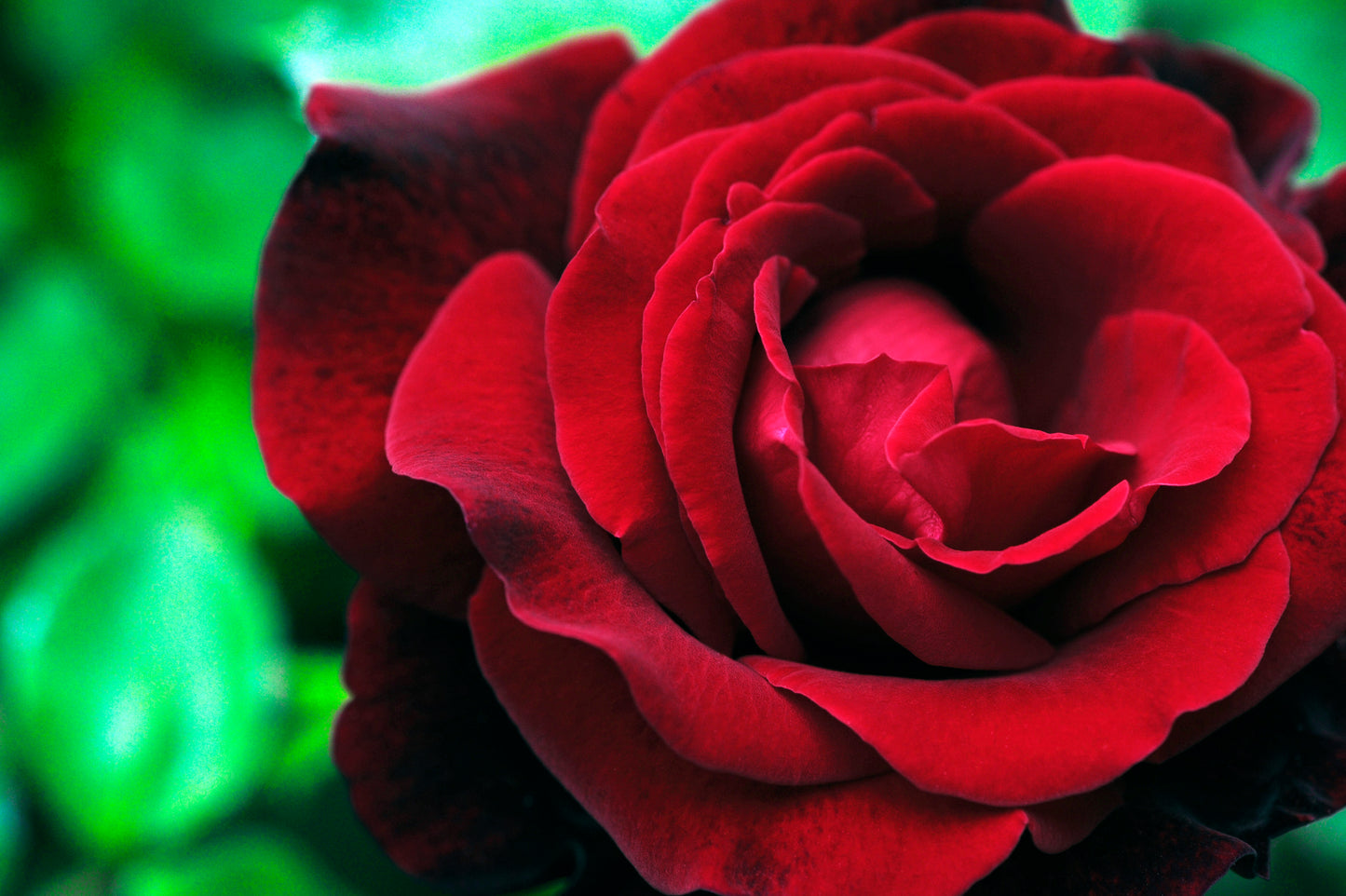 Velvet Crimson