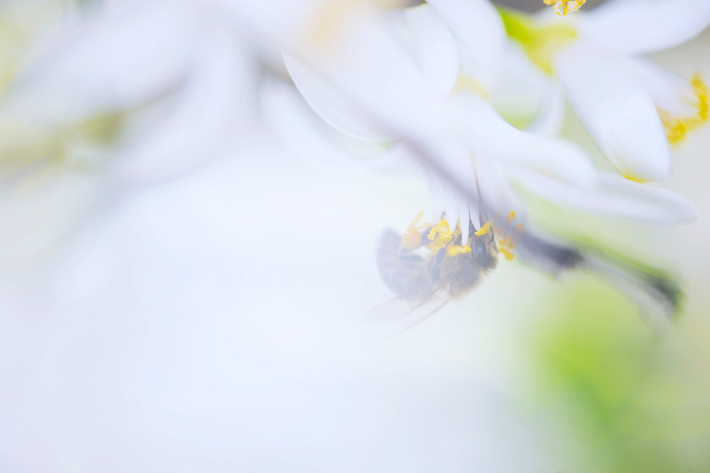 Working Bee Atop a Sweet Lime Blossom