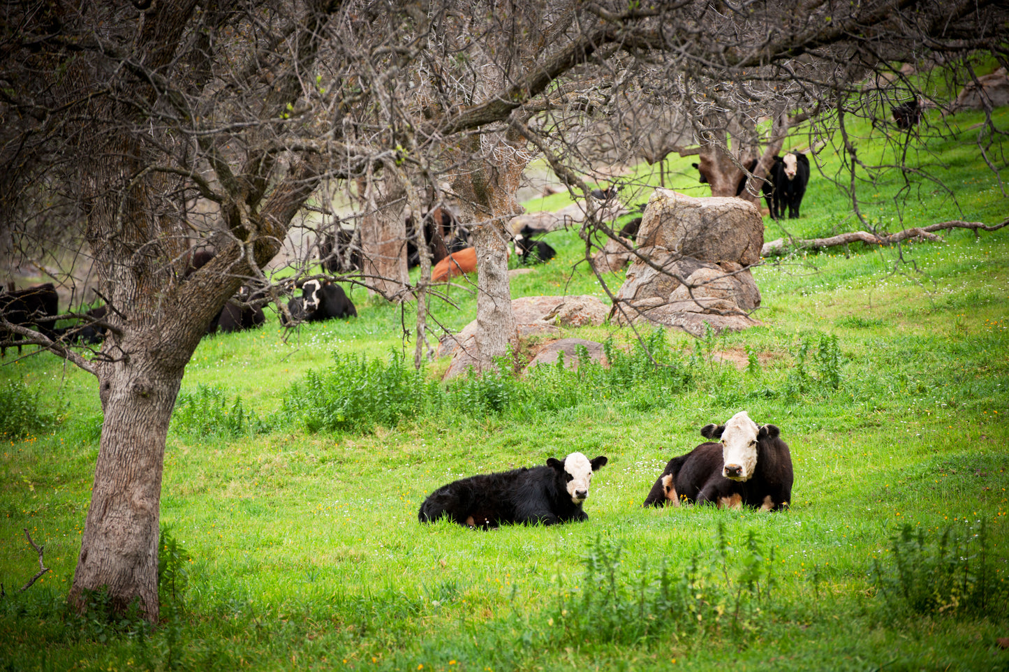 California Happy Cows Just Chillin'