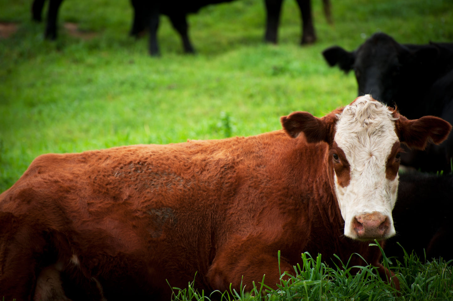 California Happy Cows