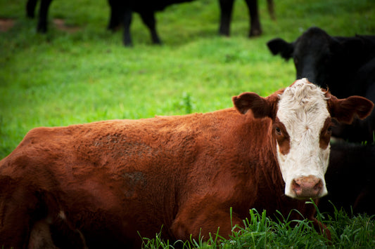 California Happy Cows