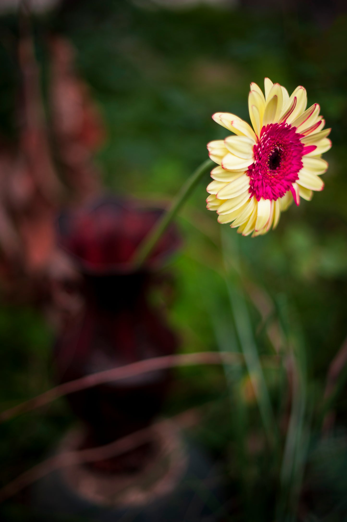 Gerbera Daisy