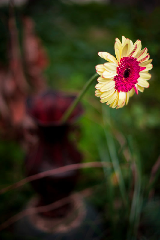 Gerbera Daisy