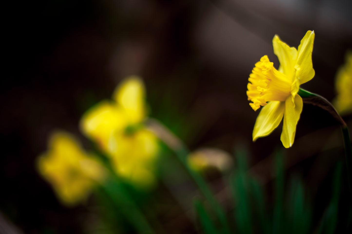 Daffodil ALWAYS Needs to Stand Out