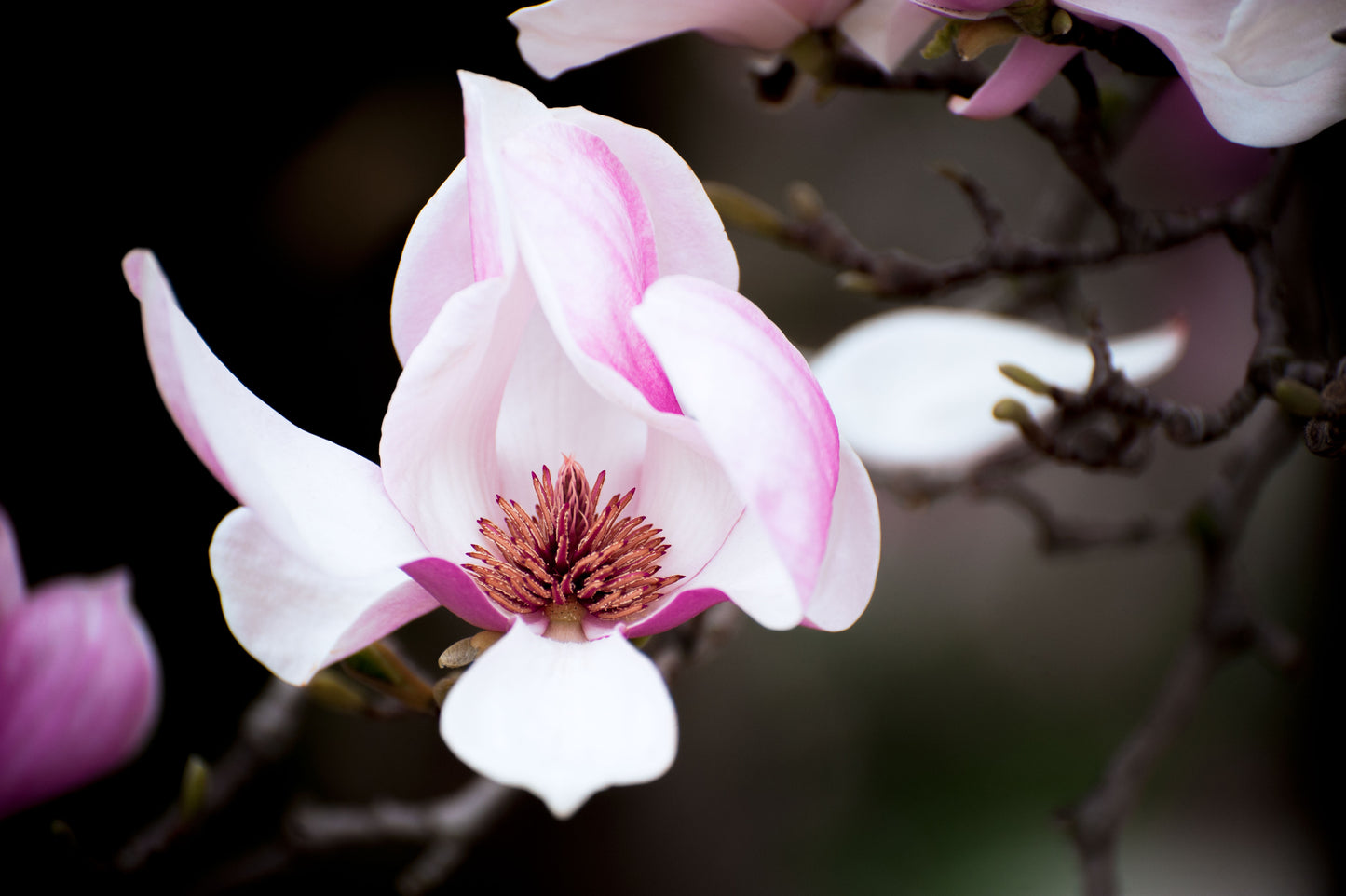 Magnolia's Elegance