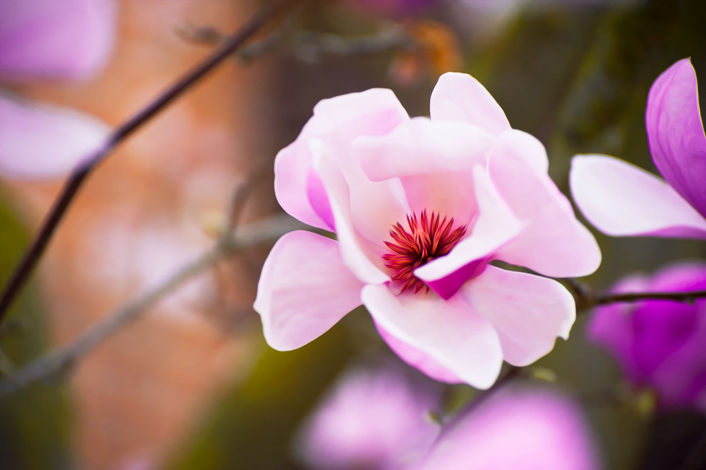 Magnolia's Loveliness