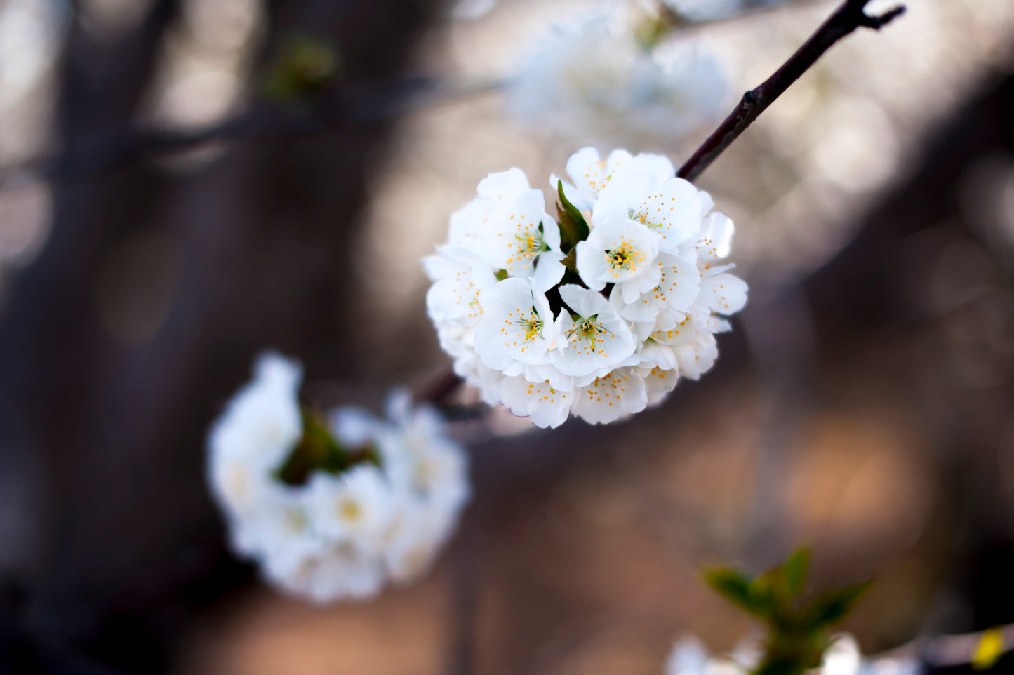 Plum's Pom-Poms