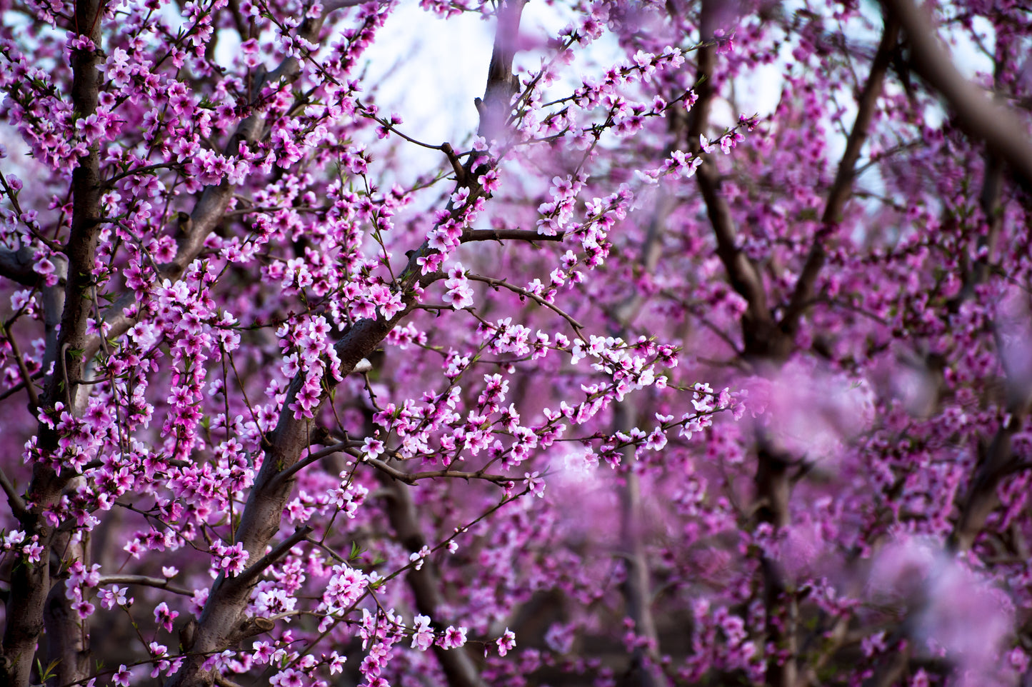 Nectarine Blossoms