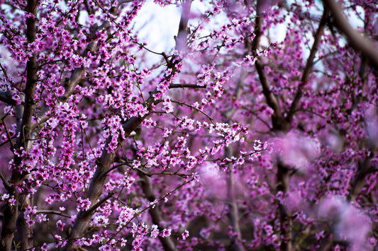Nectarine Blossoms