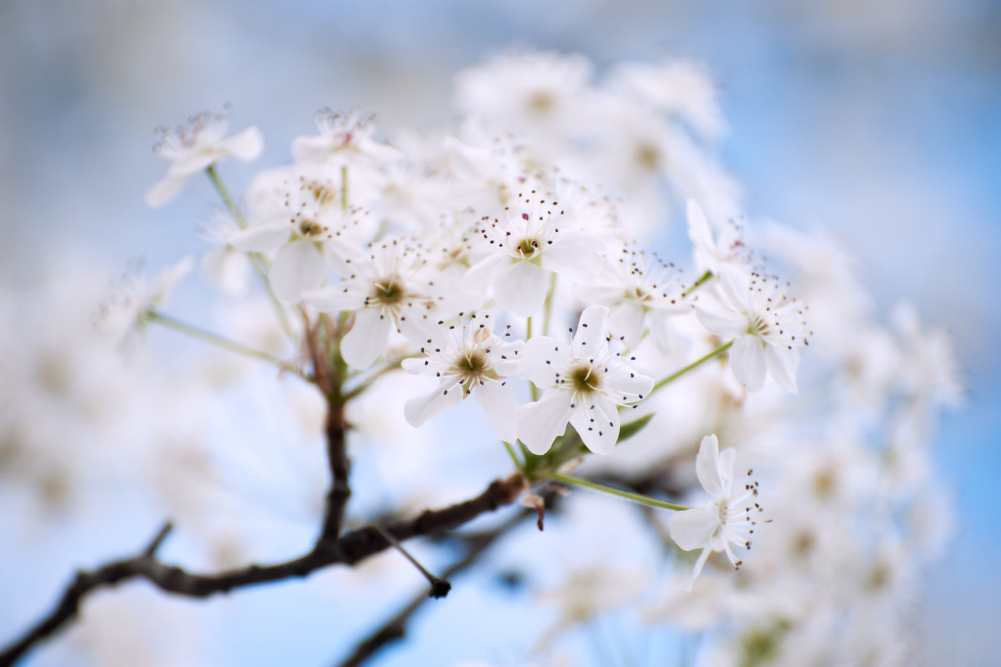 Pear's Delicate Touch