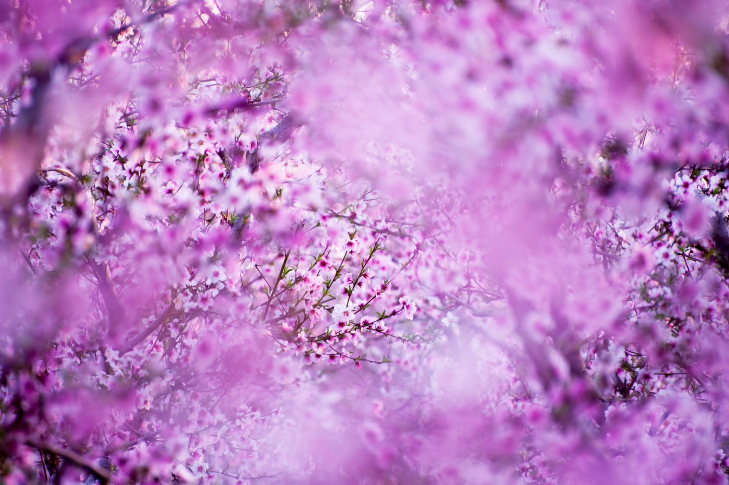 Nectarine Blossoms Galore