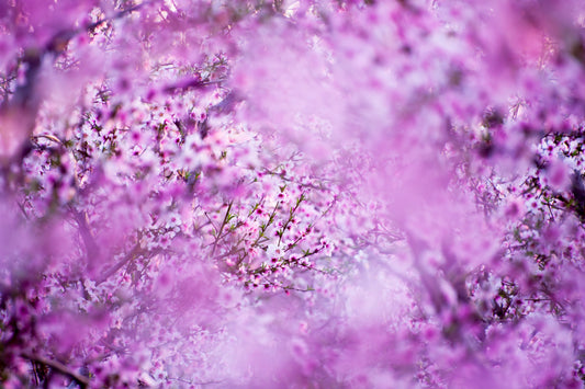 Nectarine Blossoms Galore