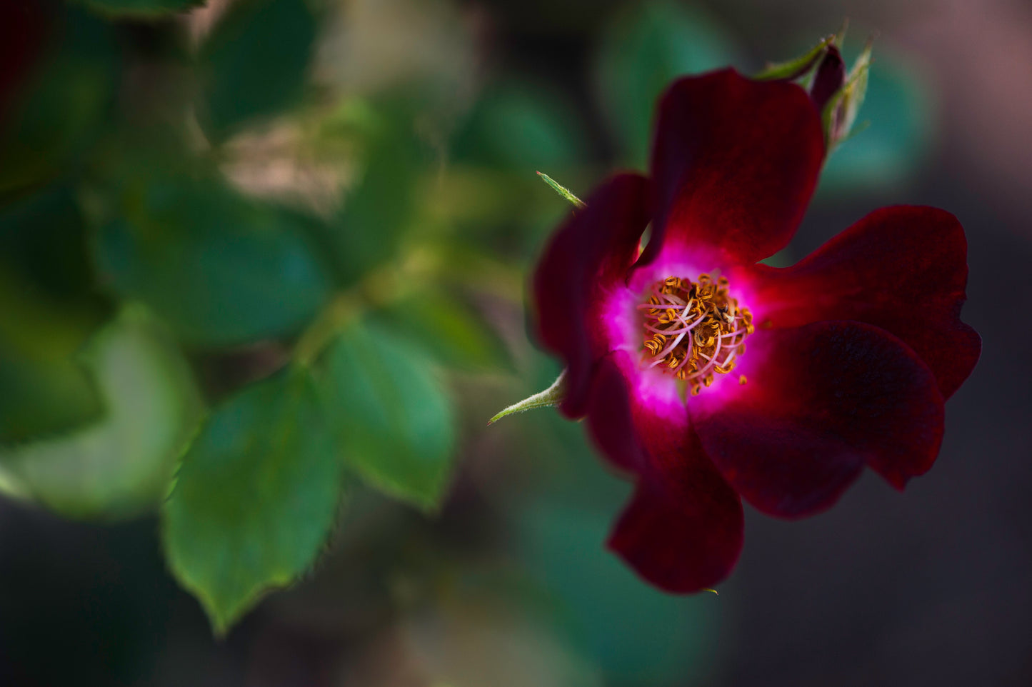 Velvety Richness