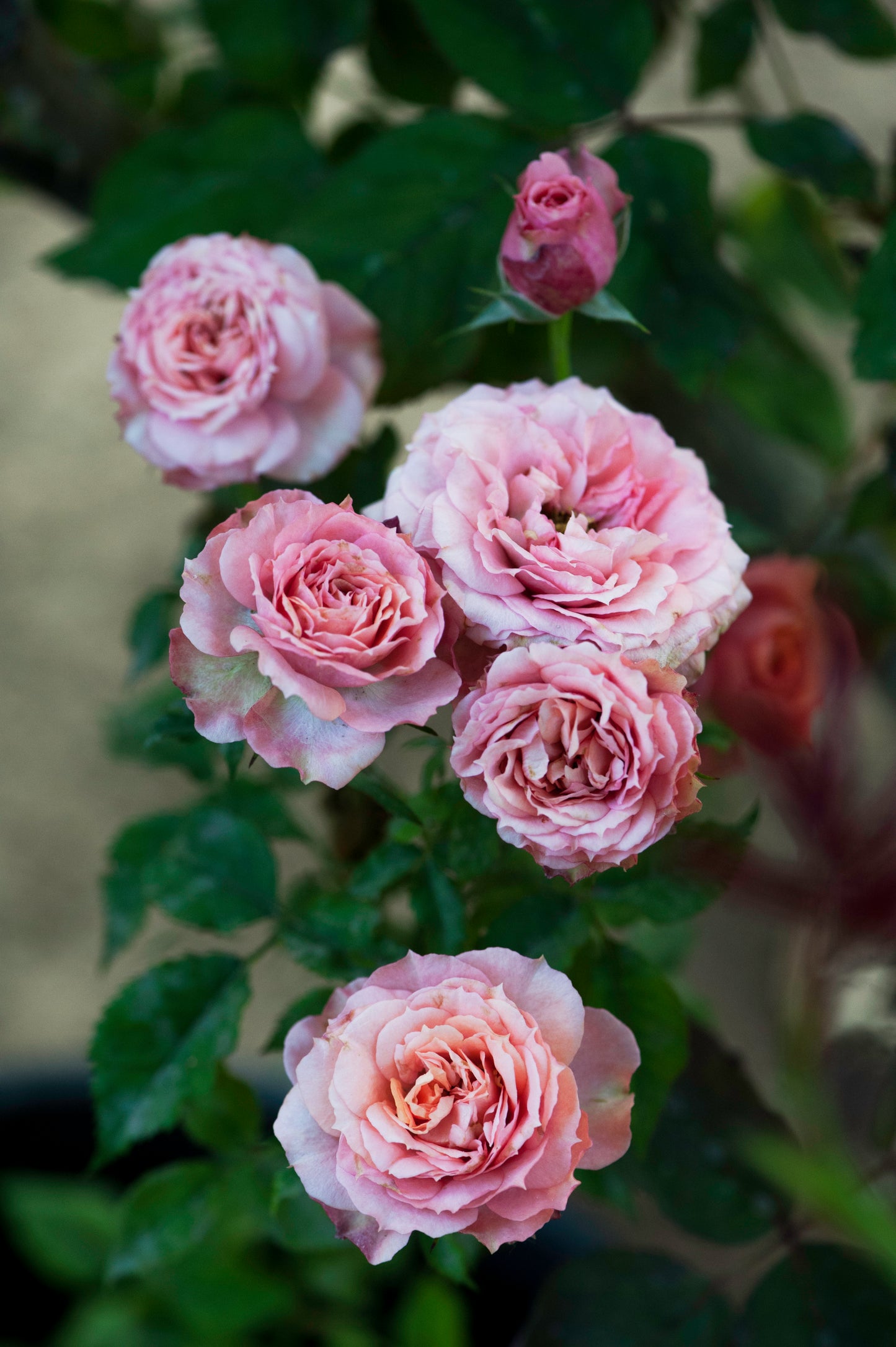 Delicately Lovely
