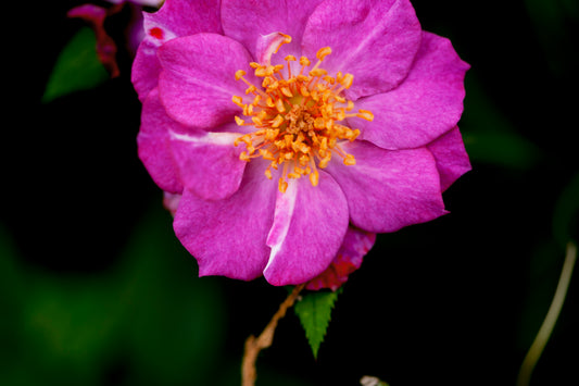 Mini Rose