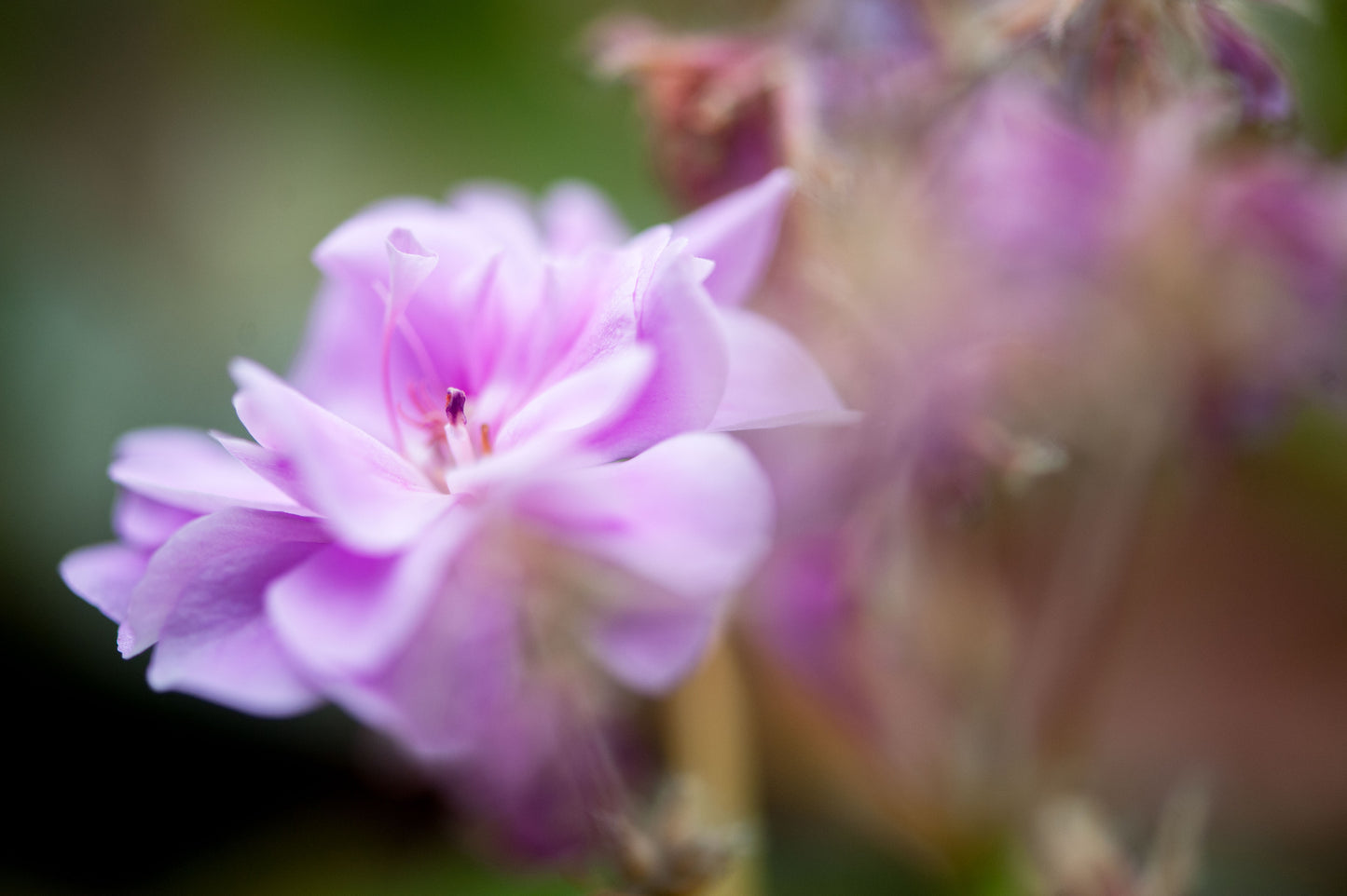 Geranium's Delicate Touch