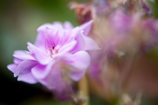 Geranium's Delicate Touch